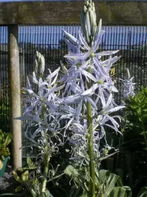 CAMASSIA cusickii - image 1