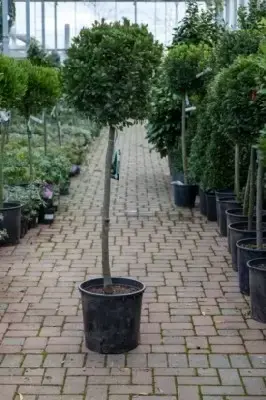 LAURUS nobilis 'Bay Junior' - image 3
