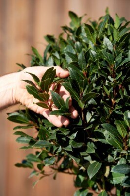 LAURUS nobilis angustifolia - image 2