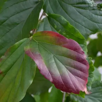 PARROTIA persica 'Vanessa' - image 3