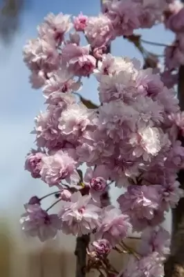 PRUNUS 'Kiku-shidare-zakura' - image 5