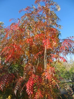 SORBUS ulleungensis 'Olympic Flame' - image 3