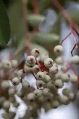 SORBUS hupehensis - image 2