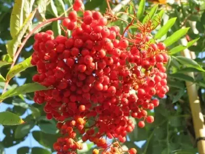 SORBUS hupehensis - image 3