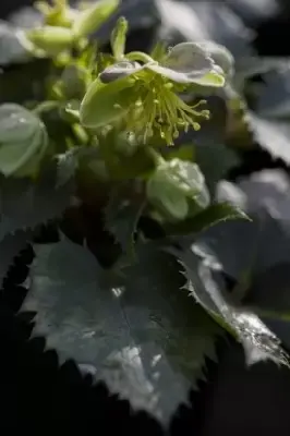 HELLEBORUS x sternii - image 2