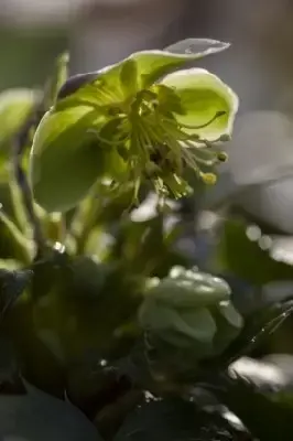 HELLEBORUS x sternii - image 3