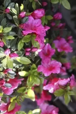 AZALEA 'Madame van Hecke' - image 2