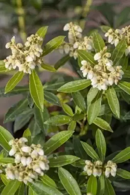 PIERIS japonica 'Debutante' - image 2