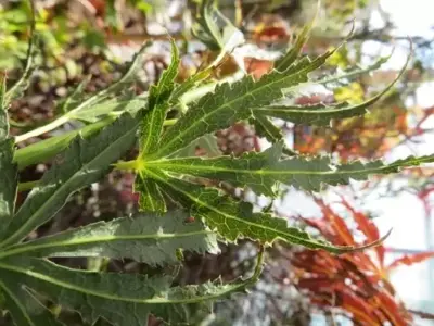 ACER palmatum 'Manyo-No-Sato' - image 2