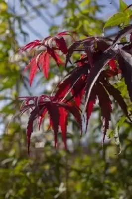 ACER palmatum 'Pixie' - image 2