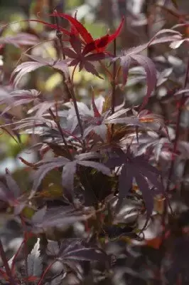 ACER palmatum 'Pixie' - image 3