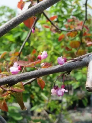 CERCIS canadensis 'Ruby Falls' - image 4