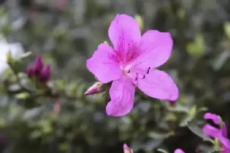 AZALEA 'Purple Splendour' - image 1