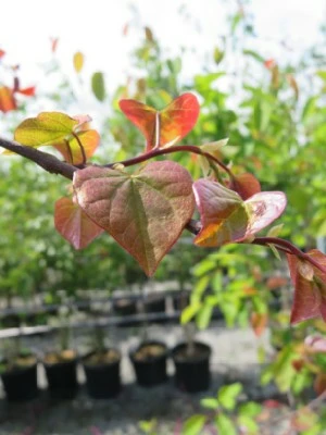 CERCIS canadensis 'Ruby Falls' - image 4