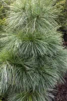 PINUS x schwerinii 'Wiethorst' - image 2