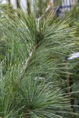 PINUS x schwerinii 'Wiethorst' - image 3