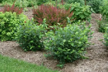 ARONIA melanocarpa 'Hedger' - image 3