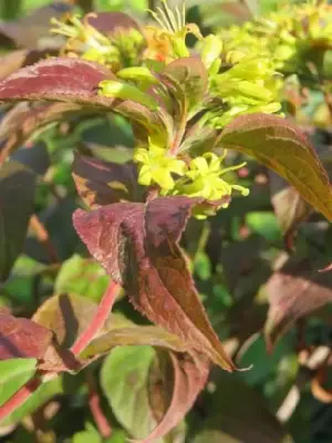 DIERVILLA rivularis 'Kodiak Red' - image 2