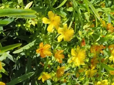 HYPERICUM kalmianum 'Sunny Boulevard' - image 2