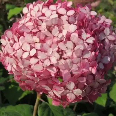 HYDRANGEA arborescens 'Pink Annabelle' - image 2