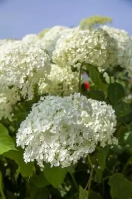 HYDRANGEA arborescens 'Strong Annabelle' - image 2