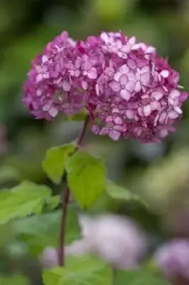HYDRANGEA arborescens 'Sweet Annabelle' - image 2