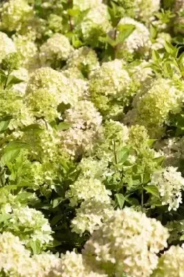 HYDRANGEA arborescens 'Sweet Annabelle' - image 3
