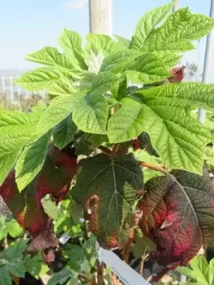 HYDRANGEA quercifolia 'Gatsby Moon' - image 2