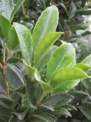 ILEX maximowicziana kanehirae