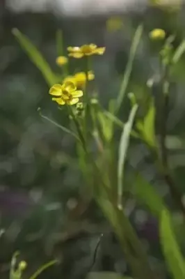 RANUNCULUS flammula
