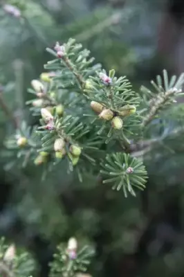 ABIES koreana - image 3