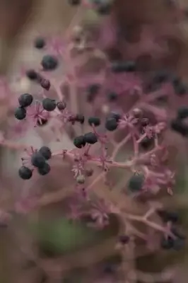 ARALIA elata 'Variegata' - image 5