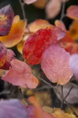 FOTHERGILLA x intermedia 'Blue Shadow' - image 3