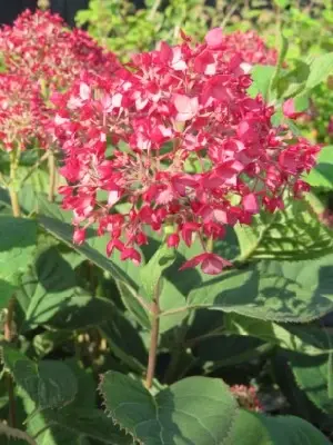 HYDRANGEA arborescens 'Ruby Annabelle' - image 2