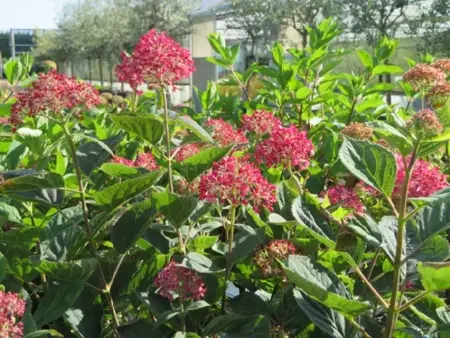 HYDRANGEA arborescens 'Ruby Annabelle' - image 3