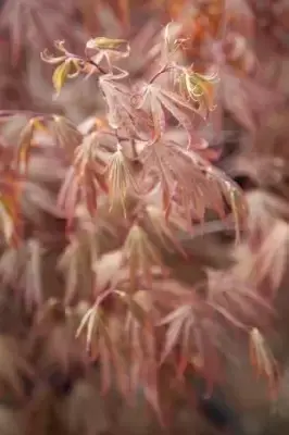 ACER palmatum 'Chitose-yama' - image 2