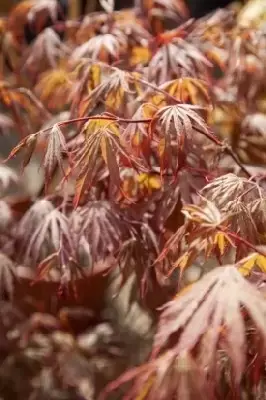 ACER palmatum 'Chitose-yama' - image 3