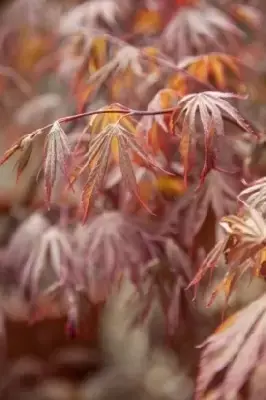 ACER palmatum 'Chitose-yama' - image 4