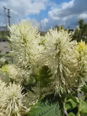 FOTHERGILLA x intermedia 'Blue Shadow' - image 4