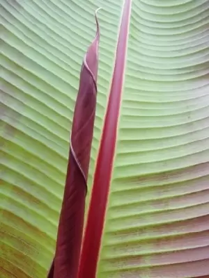ENSETE ventricosum 'Maurelii' - image 2
