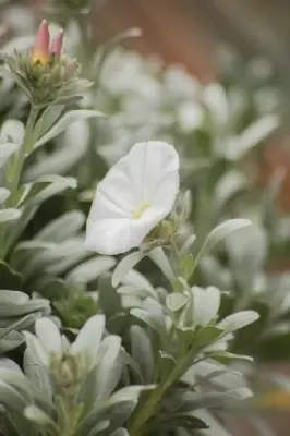 CONVOLVULUS cneorum - image 2