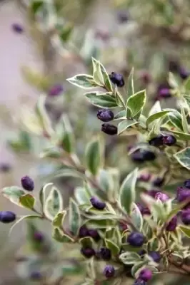 MYRTUS communis 'Variegata' - image 3