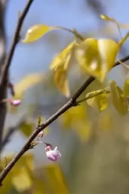 CERCIS canadensis 'Hearts of Gold' - image 2