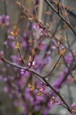 CERCIS canadensis 'Hearts of Gold' - image 5