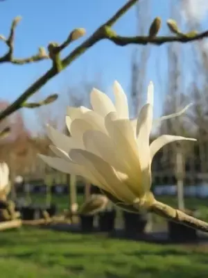 MAGNOLIA stellata 'Royal Star'