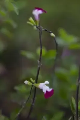 SALVIA 'Cherry Lips' - image 1
