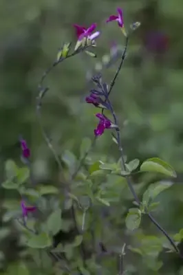 SALVIA 'Cherry Lips' - image 2