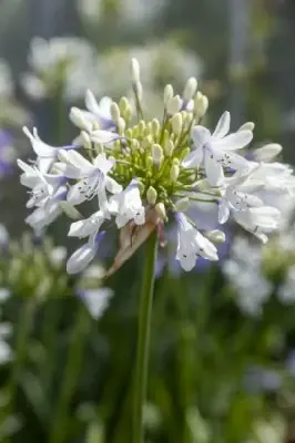 AGAPANTHUS 'Fireworks' - image 3