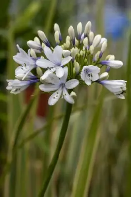 AGAPANTHUS 'Fireworks' - image 4