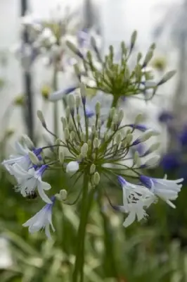 AGAPANTHUS 'Fireworks' - image 5